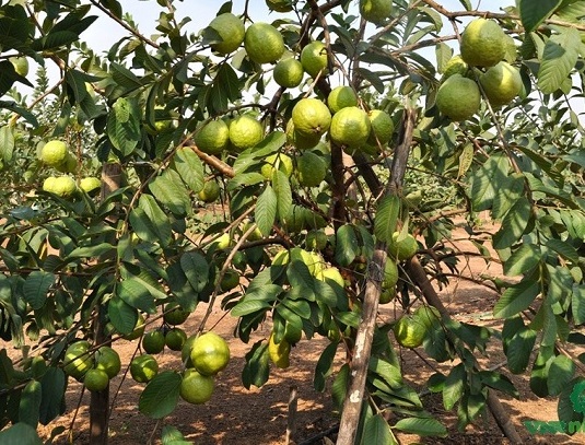 VNR Bihi  Guava